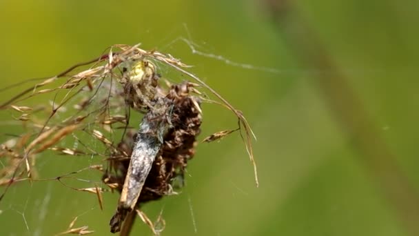 Mariposa en una tela de araña — Vídeos de Stock