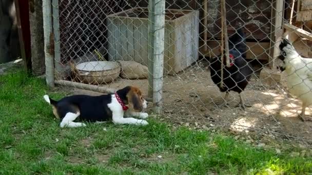 Cățeluș Beagle și pui — Videoclip de stoc