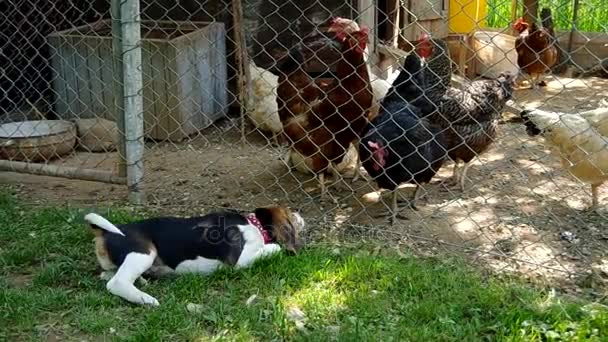 Cachorrinho e galinhas beagle — Vídeo de Stock