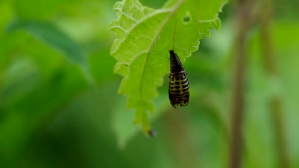 Corteza de escarabajo en la hoja — Vídeo de stock