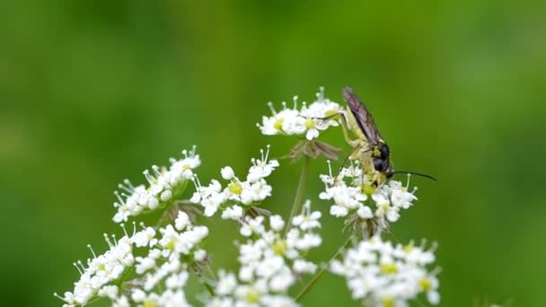 Vliegende insecten op een bloem — Stockvideo