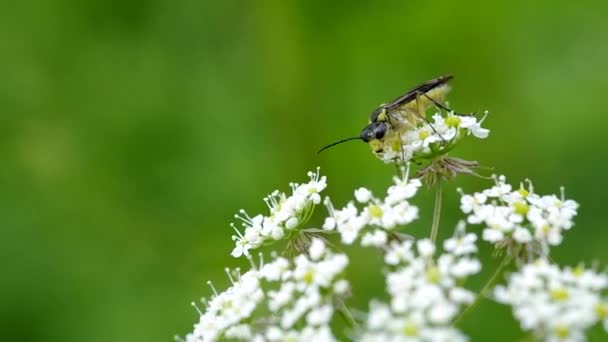 Ιπτάμενο έντομο σε ένα λουλούδι — Αρχείο Βίντεο