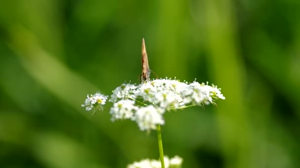 Butterfly on a flower — Stock Video