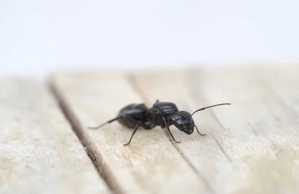 Black ant on wood — Stock Photo, Image