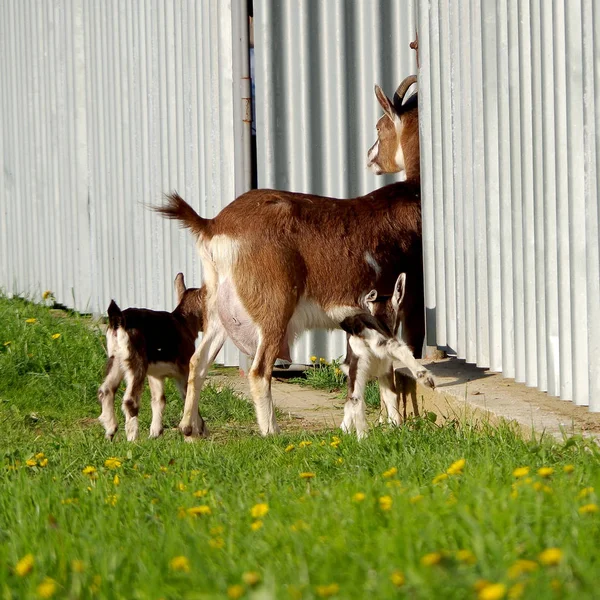 Goat mother and small goat — Stock Photo, Image