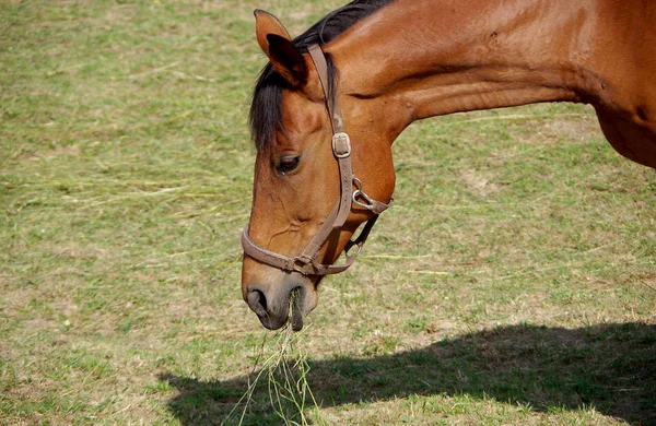 Horse eats grass — Stock Photo, Image