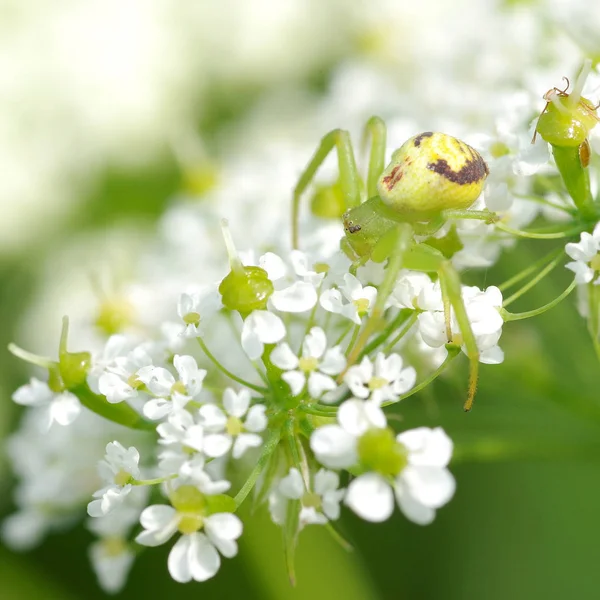Groene spin op bloem — Stockfoto