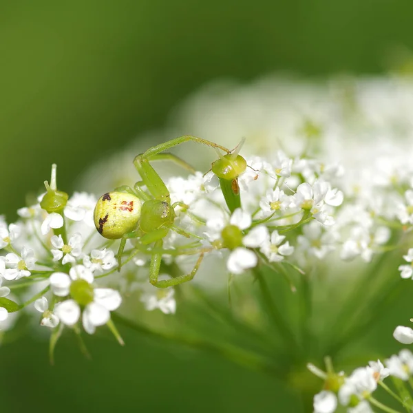 Зеленый паук на цветке — стоковое фото