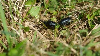 Menekşe yağı böceği (Meloe violaceus), Bahar