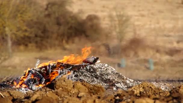 Fuego ardiente en el jardín — Vídeo de stock