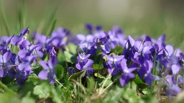 Violets in the grass — Stock Video