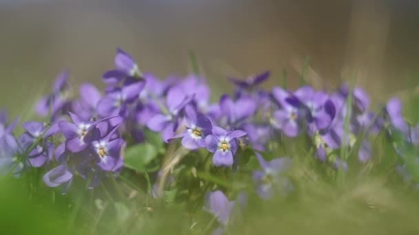 Violetas en la hierba — Vídeos de Stock