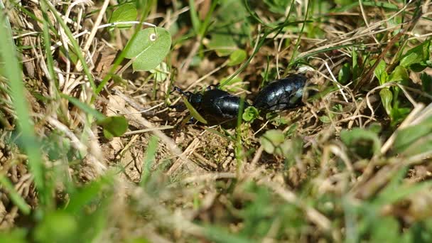 Coléoptère de l'huile violette (Meloe violaceus) au printemps — Video