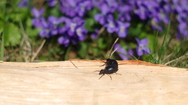 Violet olie kever (gewone violaceus) op de lente — Stockvideo