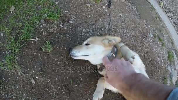 Hand streichelt einen Hund — Stockvideo