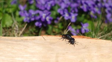 Menekşe yağı böceği (Meloe violaceus), Bahar