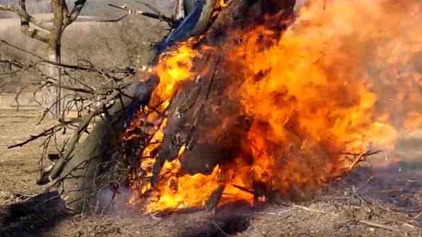 Fuego ardiente en el jardín — Vídeos de Stock