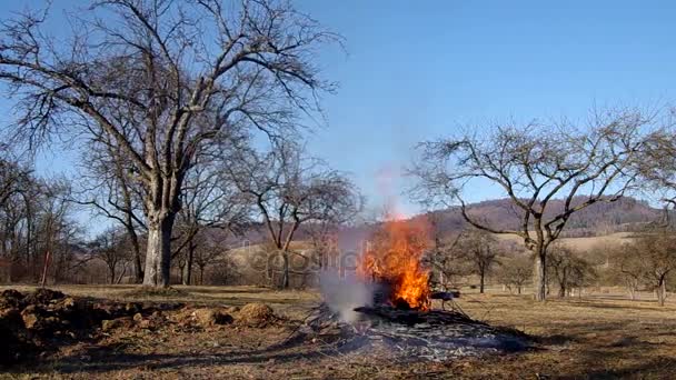 园中的篝火 — 图库视频影像