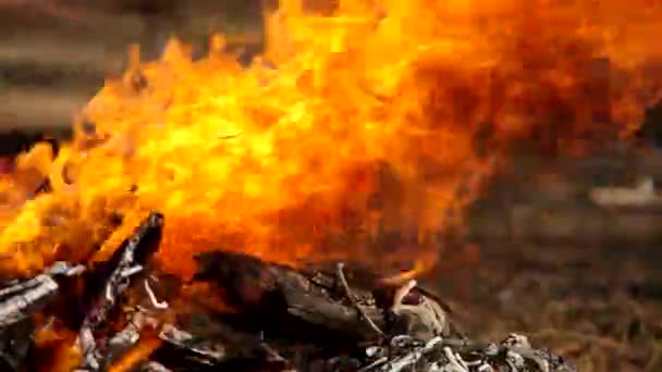 Fuoco ardente nel giardino — Video Stock