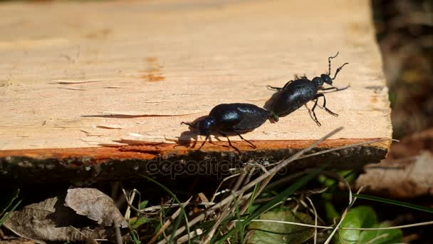 Lila olaj bogár (Meloe violaceus) tavasszal — Stock videók