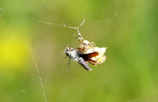 Butterfly in een spinneweb — Stockfoto