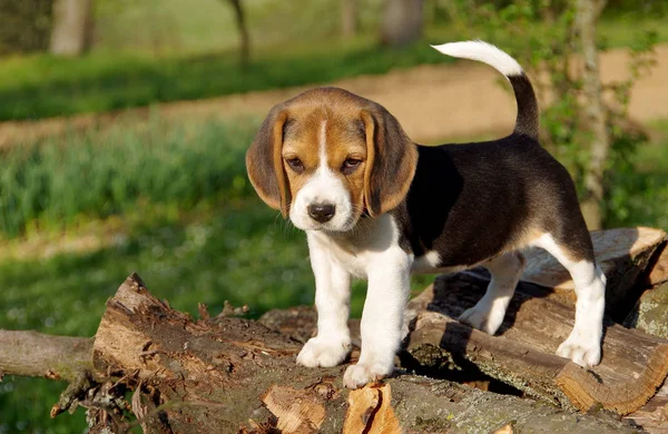 Puppy of beagle — Stock Photo, Image