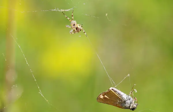 Butterfly in een spinneweb — Stockfoto