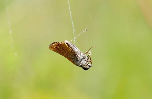 Mariposa en una tela de araña — Foto de Stock