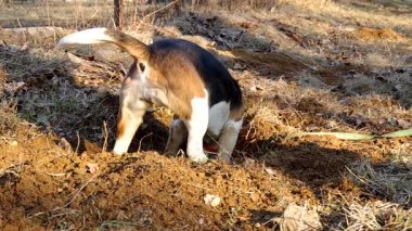 Beagle köpek bir delik kazmak