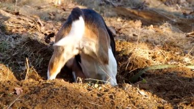 Beagle köpek bir delik kazmak