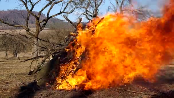 Пылающий огонь в саду — стоковое видео