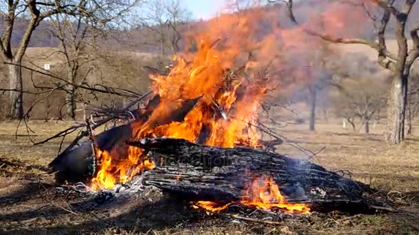 Feuer im Garten — Stockvideo