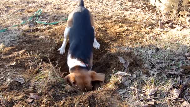 Een beagle hond graaft een gat — Stockvideo