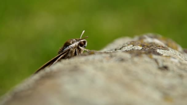 Mariposa nocturna durante el día — Vídeos de Stock