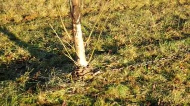 Ağaç yerden çekerek