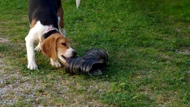 Perro beagle y zapato — Vídeo de stock