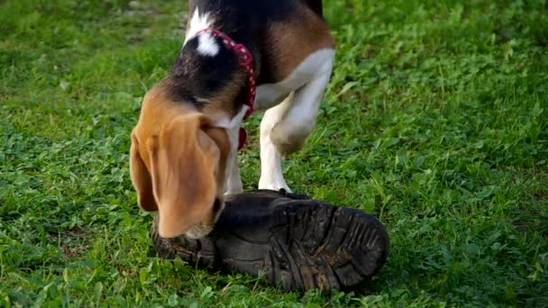 Beagle hond en schoen — Stockvideo