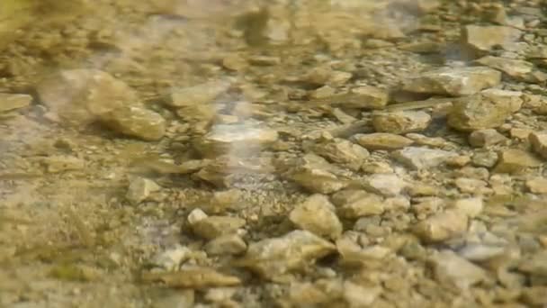 Peces pequeños en el lago — Vídeos de Stock