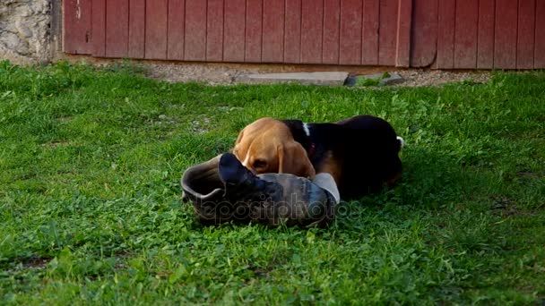 Beagle hond en schoen — Stockvideo