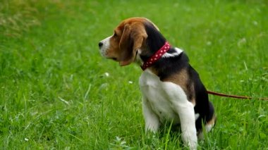 Beagle yavru yeşil çimenlerin üzerinde