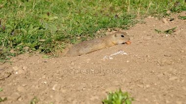 Avrupa zemin sincap, Spermophilus citellus