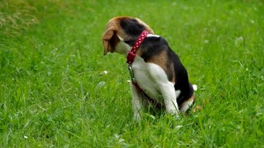 Beagle yavru yeşil çimenlerin üzerinde