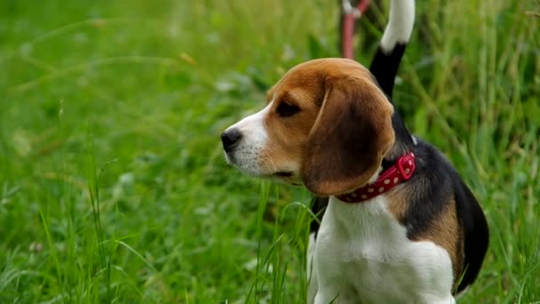 Beagle Welpe auf grünem Gras — Stockvideo
