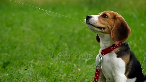 Beagle pup op groen gras — Stockvideo