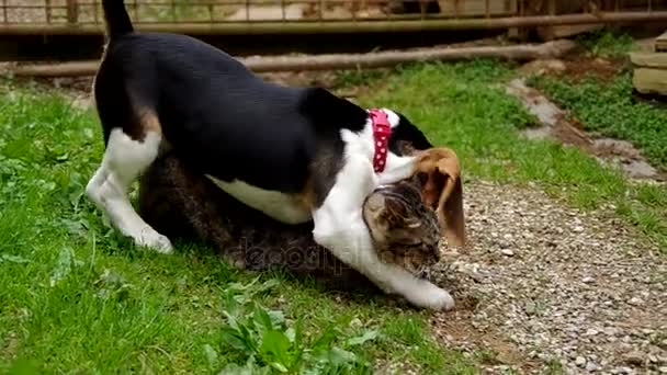 Beagle yavru bir kedi ile oynuyor — Stok video