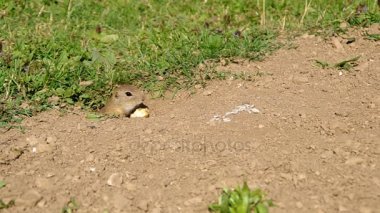 Avrupa zemin sincap, Spermophilus citellus