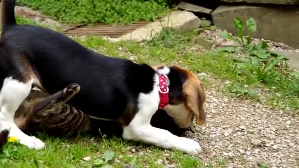 Beagle cachorro está jugando con un gato — Vídeos de Stock