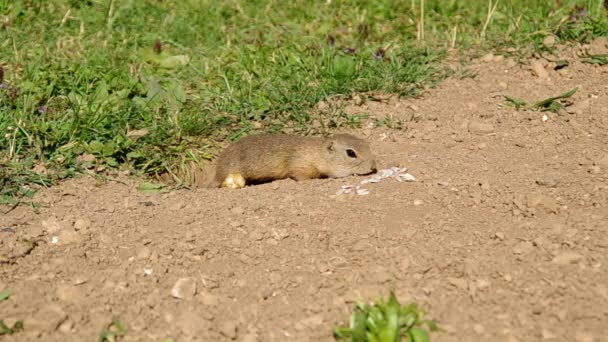 Европейская сухопутная белка, Spermophilus citellus — стоковое видео