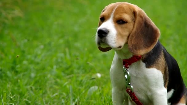 Beagle pup op groen gras — Stockvideo