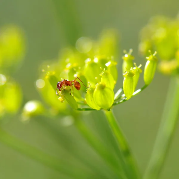 Rode mier in het gras — Stockfoto